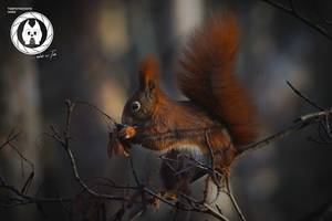 [(c): D. Neubert, Tiergarten Halberstadt]