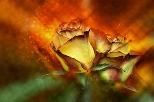 [(c): pixabay]
