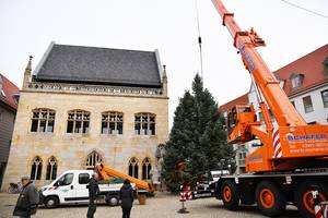 Weihnachtsbaum auf dem Holzmarkt in Halberstadt aufgestellt © Stadt Halberstadt, Pressestelle