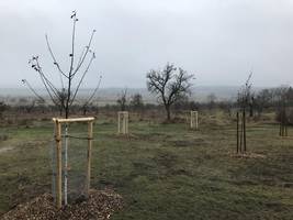 Junge Obstbäume für die Streuobstwiese Klus