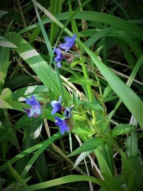 Die heimische Flora im Huy - Diptam, Lilien und Orchideen detailEvent 2185303