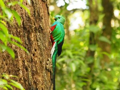 Quetzal