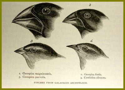 4 Abbildungen von verschiedenen Galapagosfinken aus der Publikation von Charles Darwin 1845 1 Darwin Halberstadt Darwin 1845