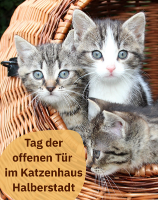 Katzenhaus