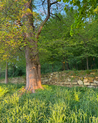 VAK  FaMeNa Mai Spiegelsberge