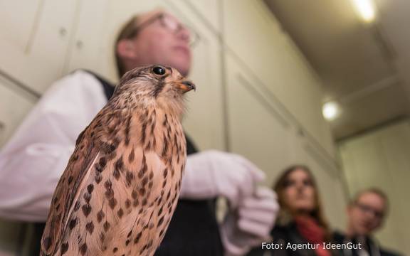 seite 53 chefvisite ideengut web