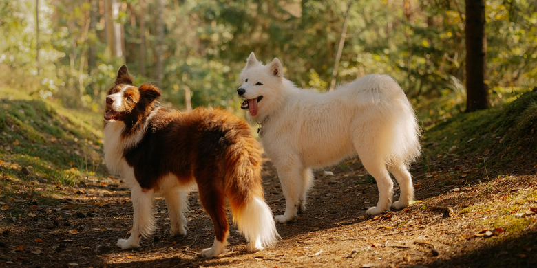 Hund gefunden - Was tun? &copy; Canva