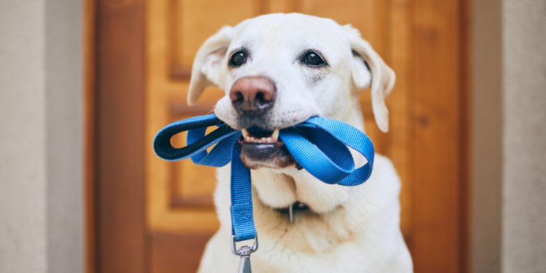 Gassigänger &copy; Canva