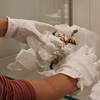 Porzellanfiguren auspacken für Scherz-Ausstellung