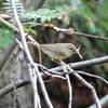 Eine ganz besondere Vogelart im Harz – der Grünlaubsänger