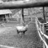 Tiergehege Halberstadt - Hirsch Hansi (Anfang 60er Jahre)