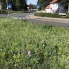 Stadt mit Anerkennung für den Bundespreis Stadtgrün 2020 ausgezeichnet