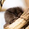 Tierische Neuzugänge im Tiergarten Halberstadt zu bestaunen