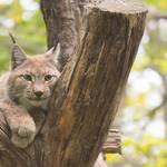 Tiergarten Halberstadt © Tiergarten Halberstadt Luchs
