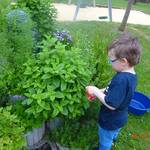 Erntetag © Kita Holzbergwichtel