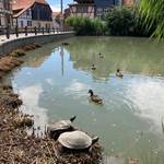 halberstadt torteich schildkröten1 nicole huhn