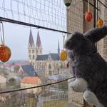 01 Osterhase genießt Domblick