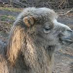 06_tiergarten_im_fruehling 06_tiergarten_im_fruehling