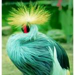 Vogel1