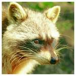 Waschbär1