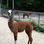junges_Lama