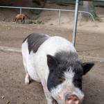 Haengebauchschwein