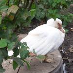 Gans