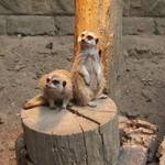 Erdmännchen_2