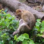 Affe_1