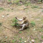 Affe_2