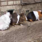 Meerschweinchen