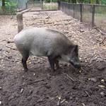 Wildschwein