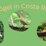 Vögel für Vortrag