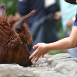 Kindertag im Tiergarten PM