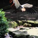 Tiergarten Halberstadt img 8409