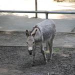 Tiergarten Halberstadt img 8364