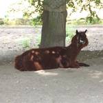 Tiergarten Halberstadt img 8369