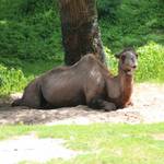 Tiergarten Halberstadt img 8408