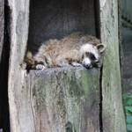 Tiergarten Halberstadt img 8358