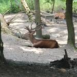 Tiergarten Halberstadt img 8361