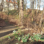 PM  Unterstützer gesucht Schneeglöckchen für den Landschaftspark Spiegelsberge