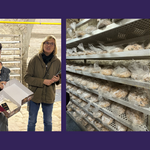 Einlagerung des Halberstädter Domstollen © Stadt Halberstadt domstollen einlagern