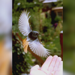 PM    Hausrotschwanz im Anflug