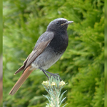 PM  Hausrotschwanzmännchen auf Beobachtungsposten