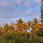 PM  Pflanzenvielfalt der Insel   Zealandia – der achte Kontinent Reisebericht aus Neukaledonien