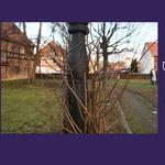 Neue Baumfigur im Schachdorf Ströbeck eingeweiht