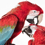 2026 02 02 2 Grünflügelaras (c) Carola Radke MfN