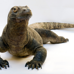 2026 02 02 3 Komodowaran (c) Carola Radke  MfN