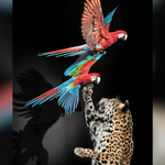 2026 02 02 1 Jaguar Aras Detail (c) Carola Radke  MfN