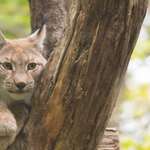 Ein aufmerksamer Luchs im Tiergarten © Tiergarten Halberstadt PM Frühstück im Tiergarten